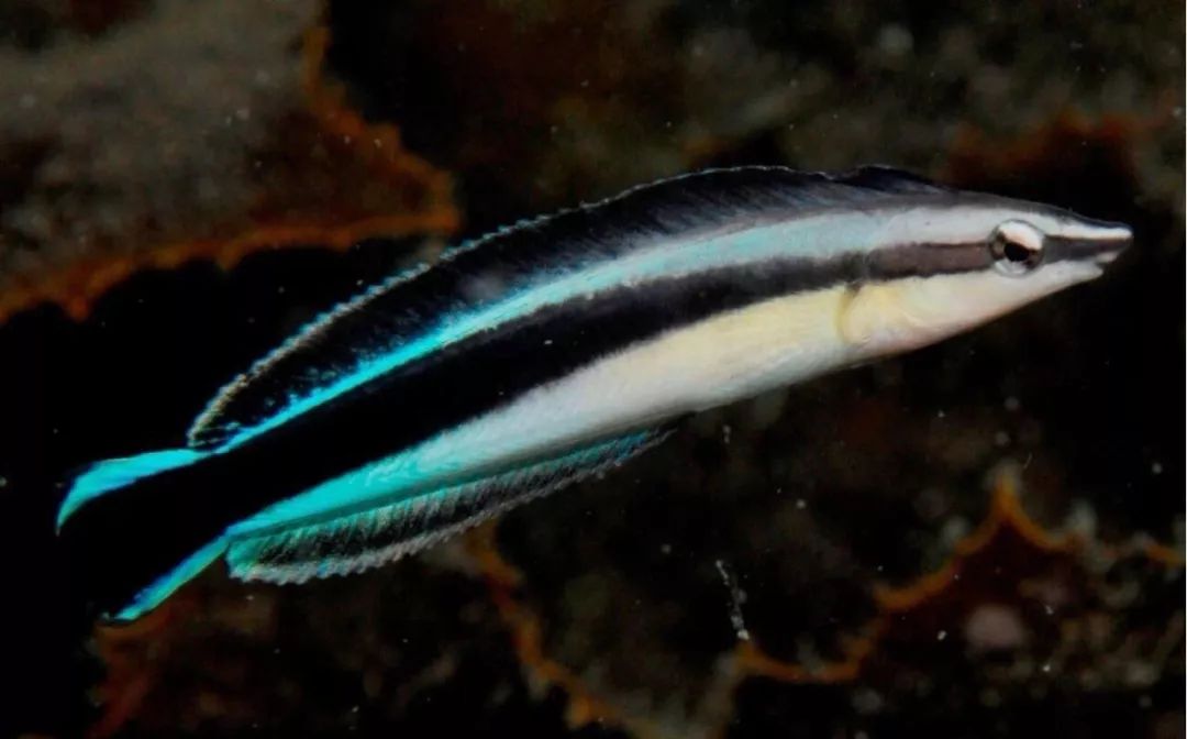 魟鱼混养黑名单,大型混养海缸