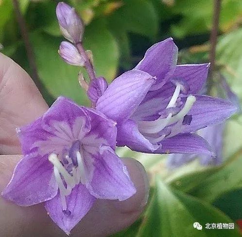 最耐寒的玉簪品种,北京植物园园艺