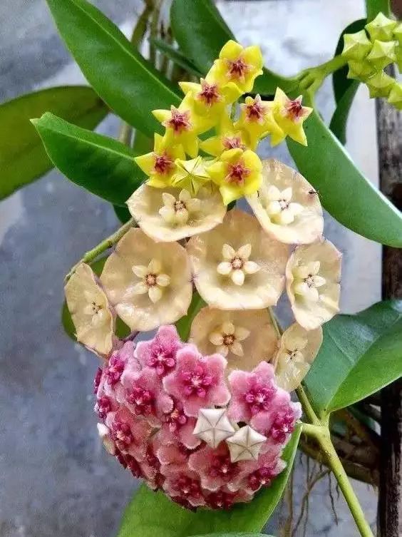 100种爬藤植物花墙,15种常用的园林观花爬藤植物