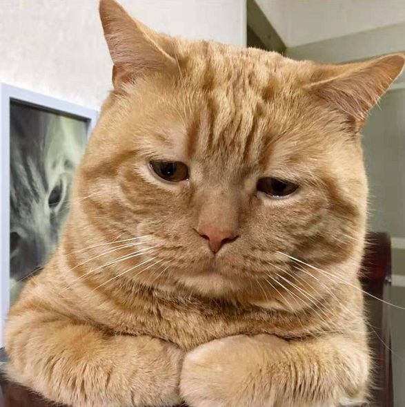 日本小丧猫凭“厌世脸”火遍全网,30w网友心都被萌化了…