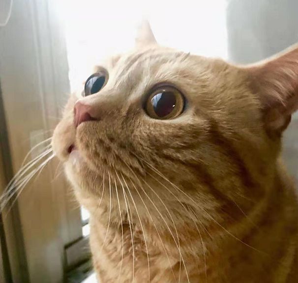 日本小丧猫凭“厌世脸”火遍全网,30w网友心都被萌化了…