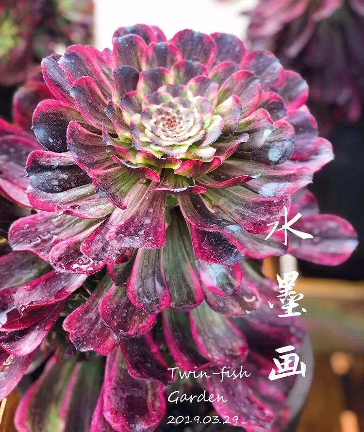 法师黑腐是什么原因,法师叶子黑腐是咋回事