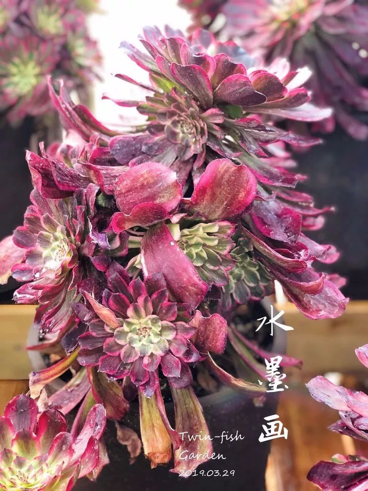 法师黑腐是什么原因,法师叶子黑腐是咋回事