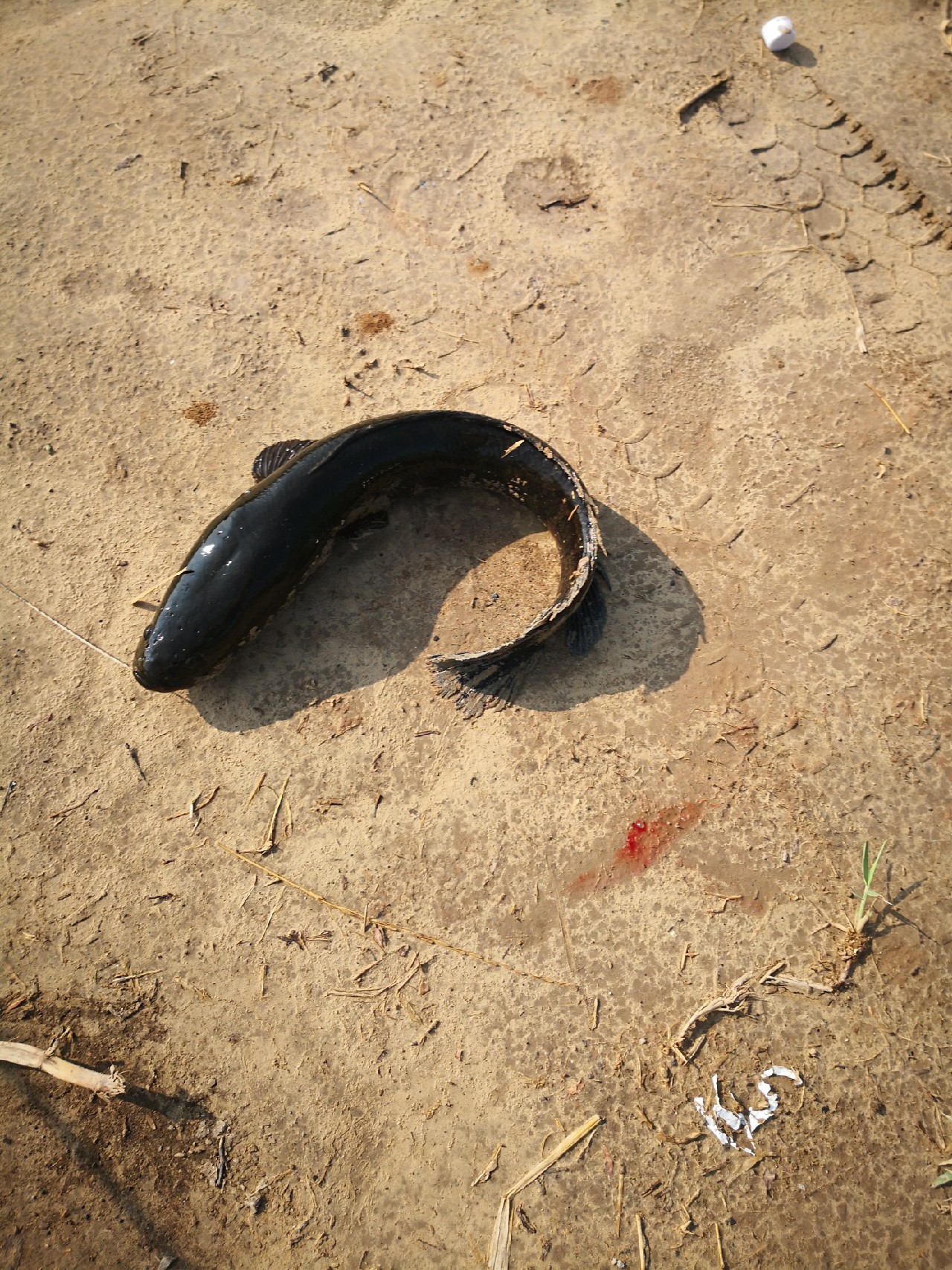 廉颇老矣尚能饭否下句,廉颇老矣尚能饭否下一句神回复