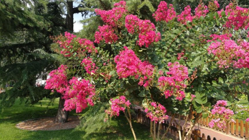 科普|七月最“火”园林树木排行榜