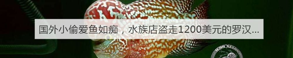 我的罗严重失鰾，都说救不活了但依旧给了我奇迹