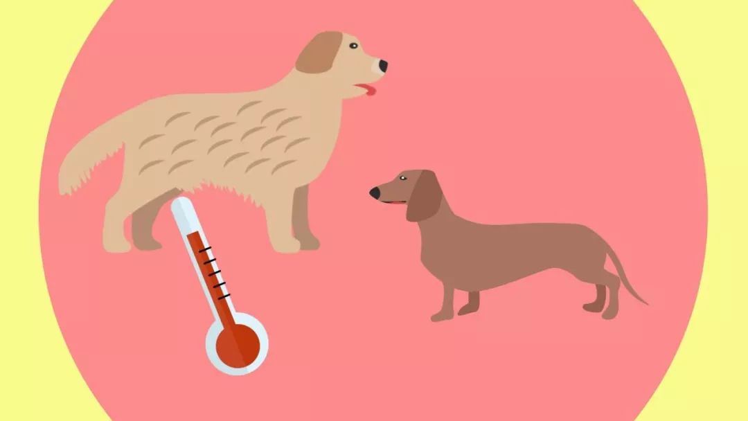 酷热情报：荷兰气温已破历史最高纪录，防暑抗暑计划启动