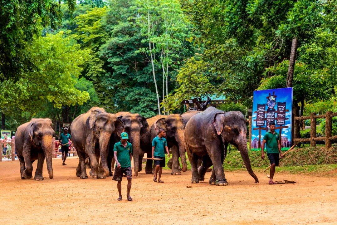 斯里兰卡对中国游客免签30天,斯里兰卡对华限时免签