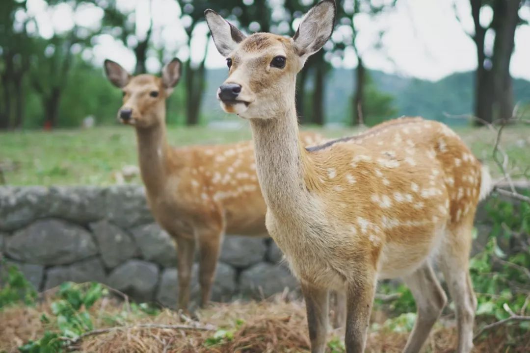 鏃ユ湰绾疄鎽勫奖,鏃ユ湰鍏宠タ绾疄鎽勫奖