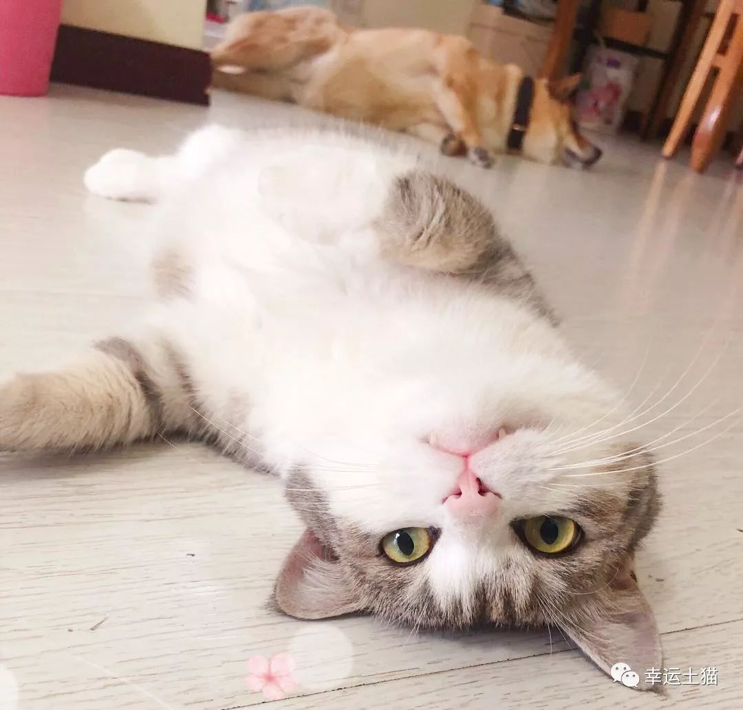 骞歌繍鍦熺尗骞垮窞,骞歌繍鍦熺尗涔夊崠