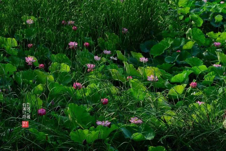 关于荷花和荷叶的生日祝福语,祝荷花生日快乐的话