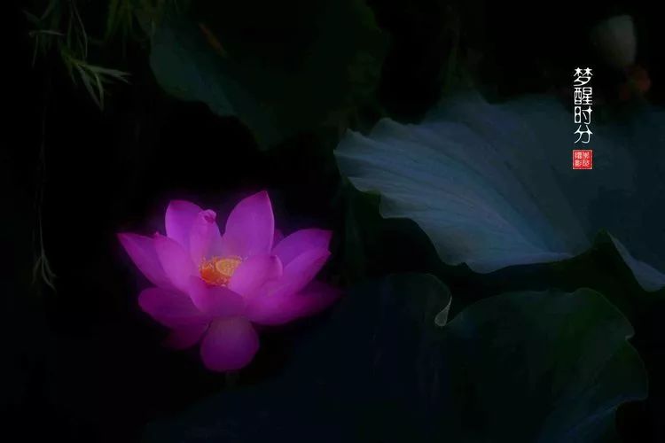 关于荷花和荷叶的生日祝福语,祝荷花生日快乐的话