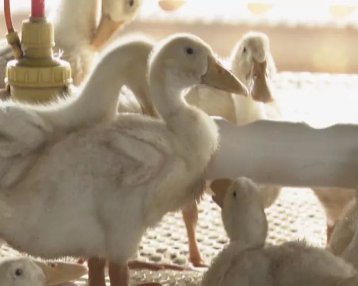 澶╁搴欓晣涓夎仈,鍏婚腑浜т笟鍙戝睍