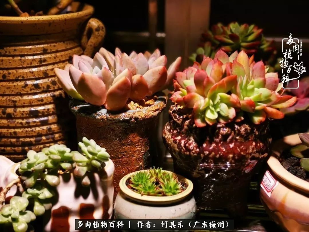 我的阳台“肉园”，看着它们，亦可醉生梦死了