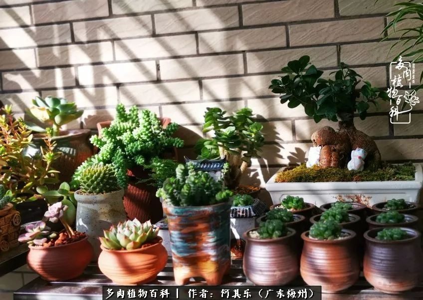 我的阳台“肉园”，看着它们，亦可醉生梦死了