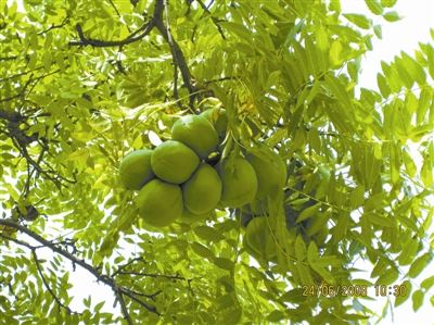 文冠果东方甄选,文冠果乔木