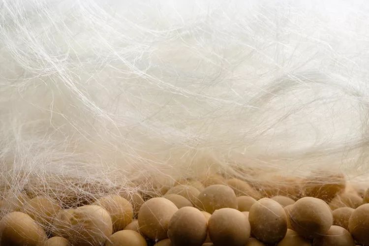 买送|用大豆做的毛巾，速干、柔软、防霉、防臭