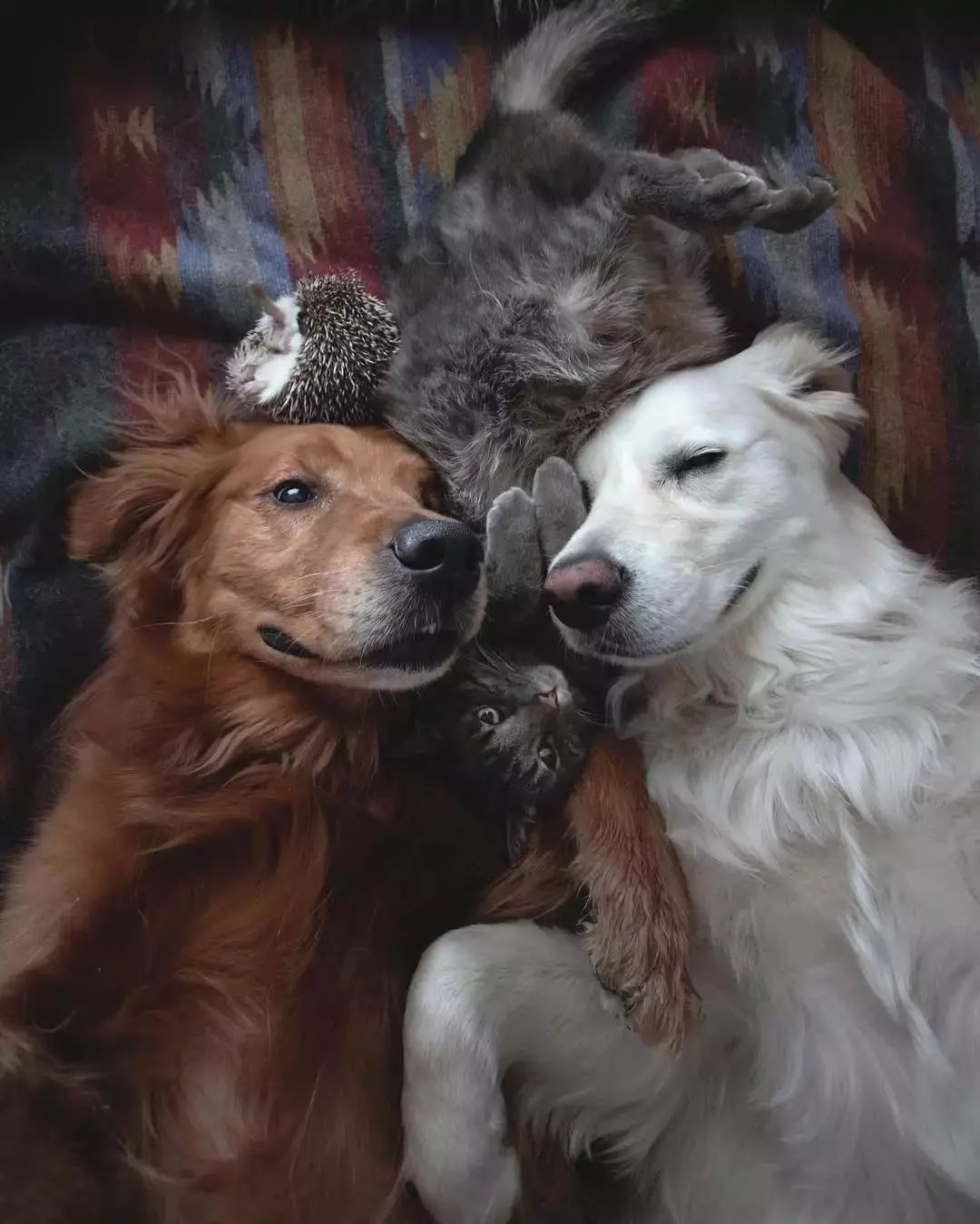 请不要点开音频,让人羡慕的金毛