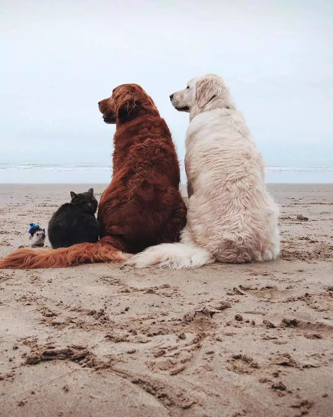 请不要点开音频,让人羡慕的金毛