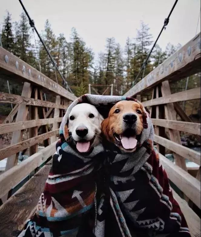 请不要点开音频,让人羡慕的金毛