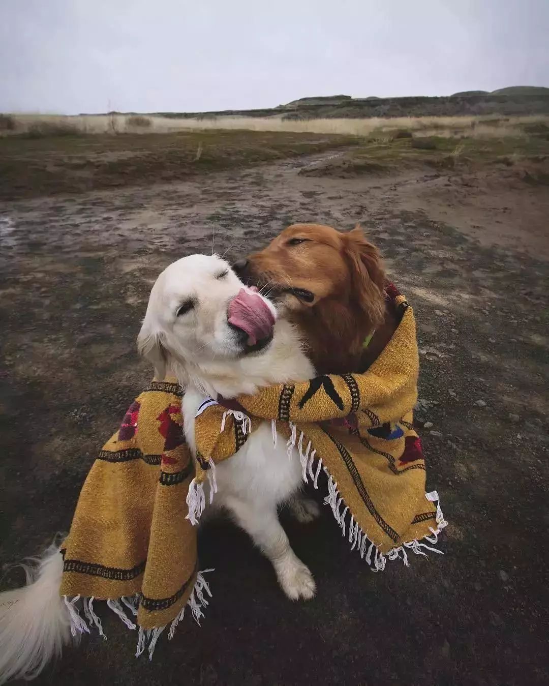 请不要点开音频,让人羡慕的金毛