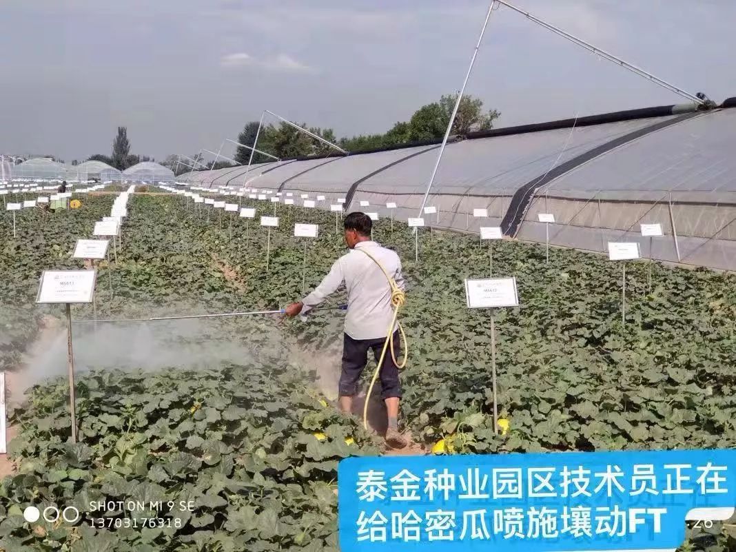 用它种菜比化肥还好,蔬菜制种问题