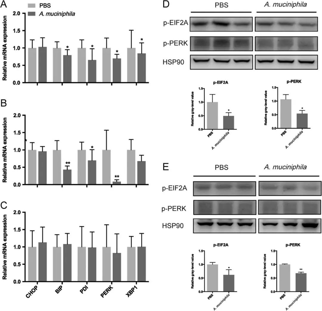 akk益生菌有什么功效,万能益生菌效果怎么样