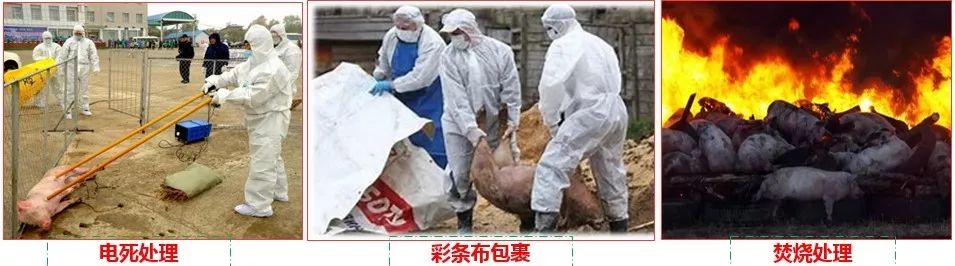 今年养猪业流行一个词语“拔牙行动”，那么什么是拔牙？如何拔？