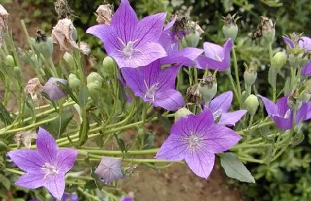 一吹就散的蒲公英就是弱不禁风,一吹就散的蒲公英什么地方有