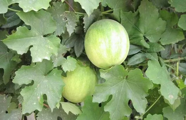 一吹就散的蒲公英抖音视频,一吹即散的蒲公英图片