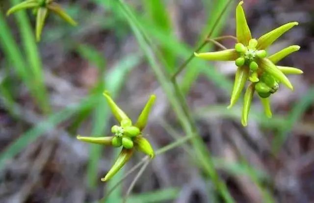 一吹即散的蒲公英图片,一吹就散的蒲公英抖音视频