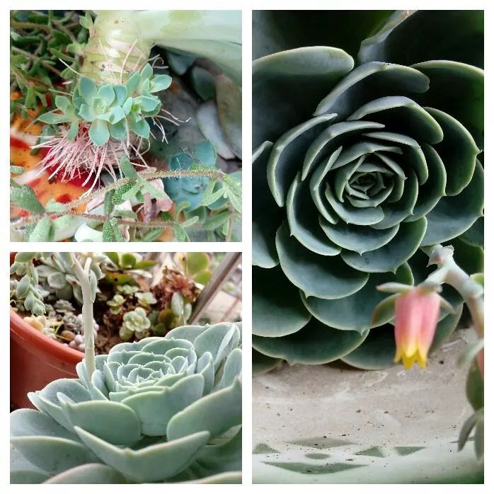 无尽的多肉！陪我走过七年人生之旅