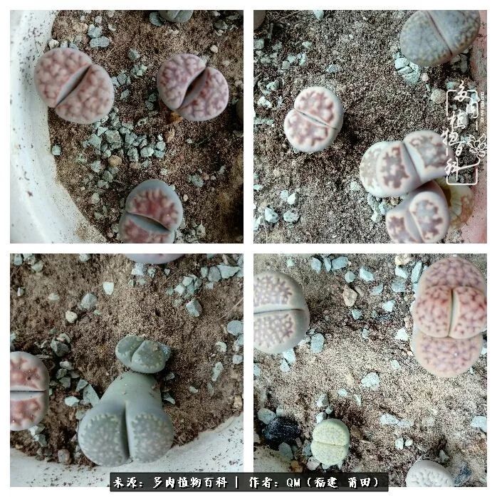 无尽的多肉!陪我走过七年人生之旅