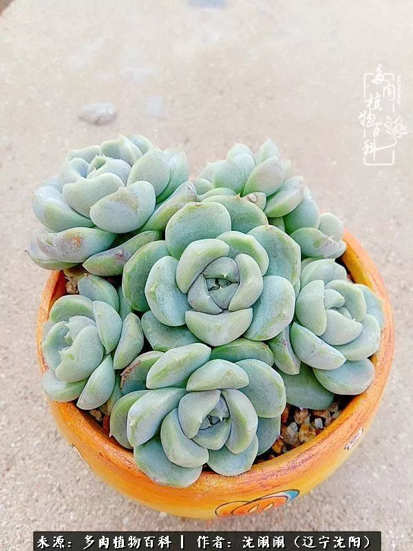 心若向阳无惧晴天,心若向阳不畏风雨