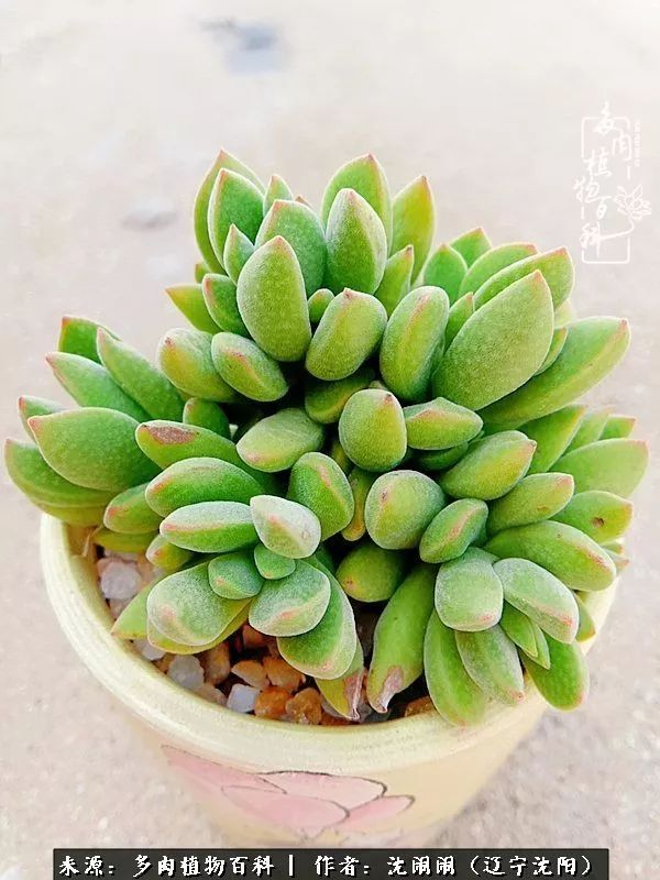 心若向阳无惧晴天,心若向阳不畏风雨