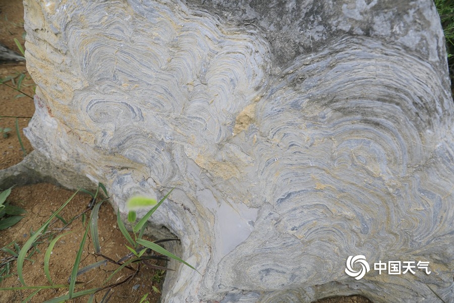 浼氳璇濈殑妞嶇墿,浼氳璇濈殑鐭冲ご