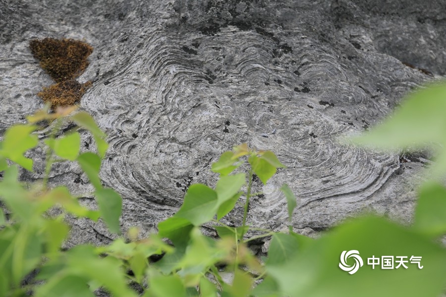 浼氳璇濈殑妞嶇墿,浼氳璇濈殑鐭冲ご