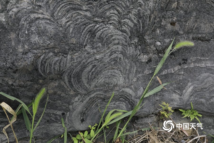 浼氳璇濈殑妞嶇墿,浼氳璇濈殑鐭冲ご