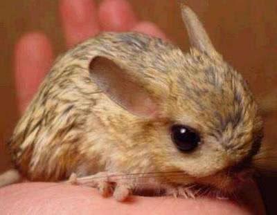 在十二生肖中人类的祖先是指什么,十二生肖的前身都是什么