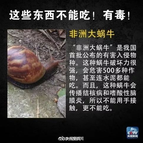 雨后出现的大蜗牛有毒吗,被非洲大蜗牛感染了结核菌
