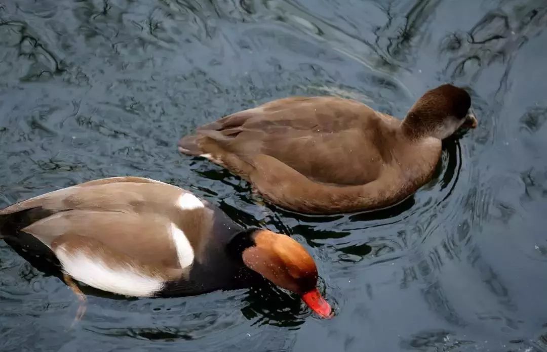 比“童言夫妇”更火爆的，可能只有鹿泉的TA们了！