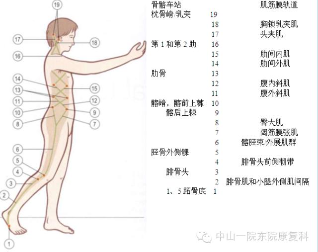 筋膜的康复训练方法,12条筋膜链解析及治疗手法