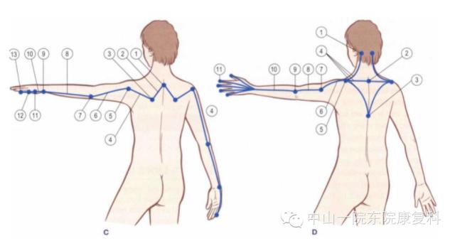 康复治疗技术人体解剖学,12条筋膜链解析及治疗手法