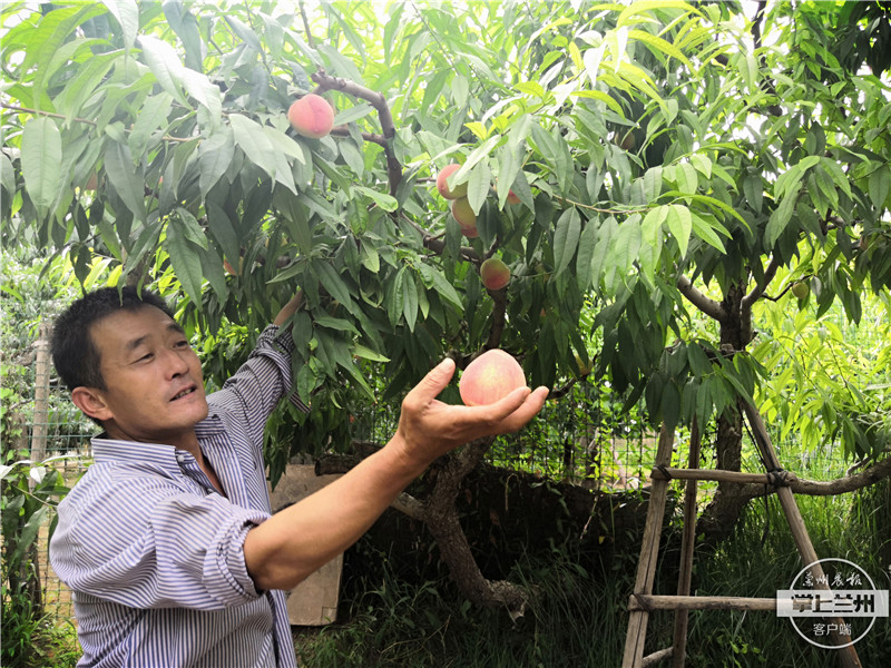 白凤桃安宁区,正宗兰州安宁白凤桃购买