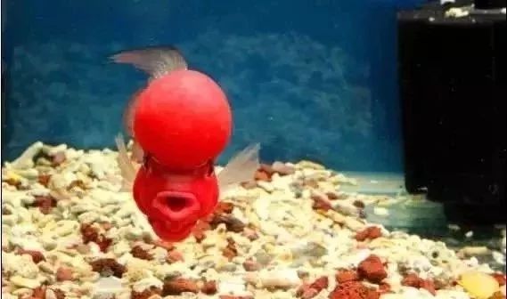 罗汉鱼开缸全过程,罗汉缸需要多少钱