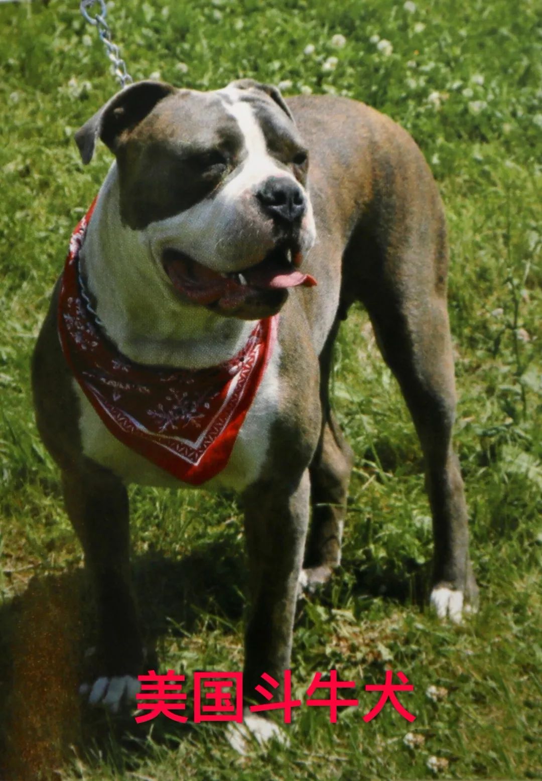 天津烈性犬,天津禁养犬重点管理区域划分