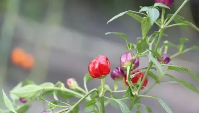 世园会植物,世园会蔬菜图片大全