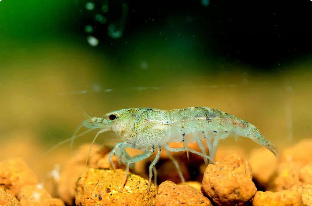 草缸观赏虾品种与养殖,观赏虾哪种在草缸里最好看