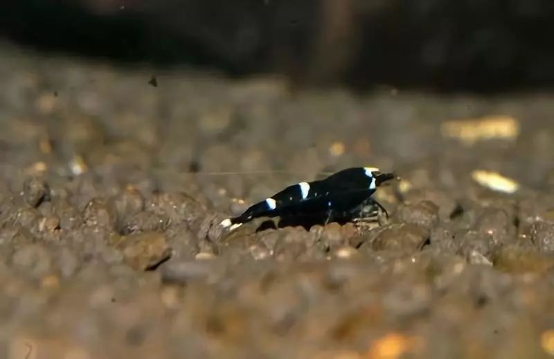 草缸观赏虾品种与养殖,观赏虾哪种在草缸里最好看