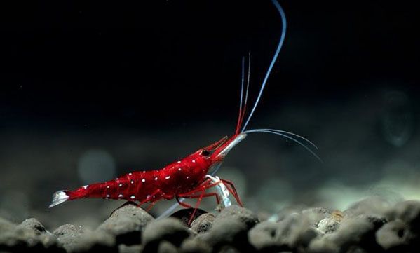 草缸观赏虾品种与养殖,观赏虾哪种在草缸里最好看